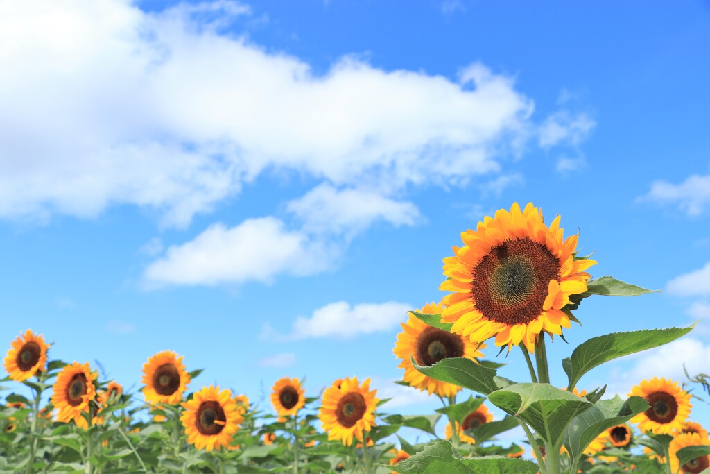 夏景色
