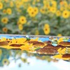 夏を閉じ込めて