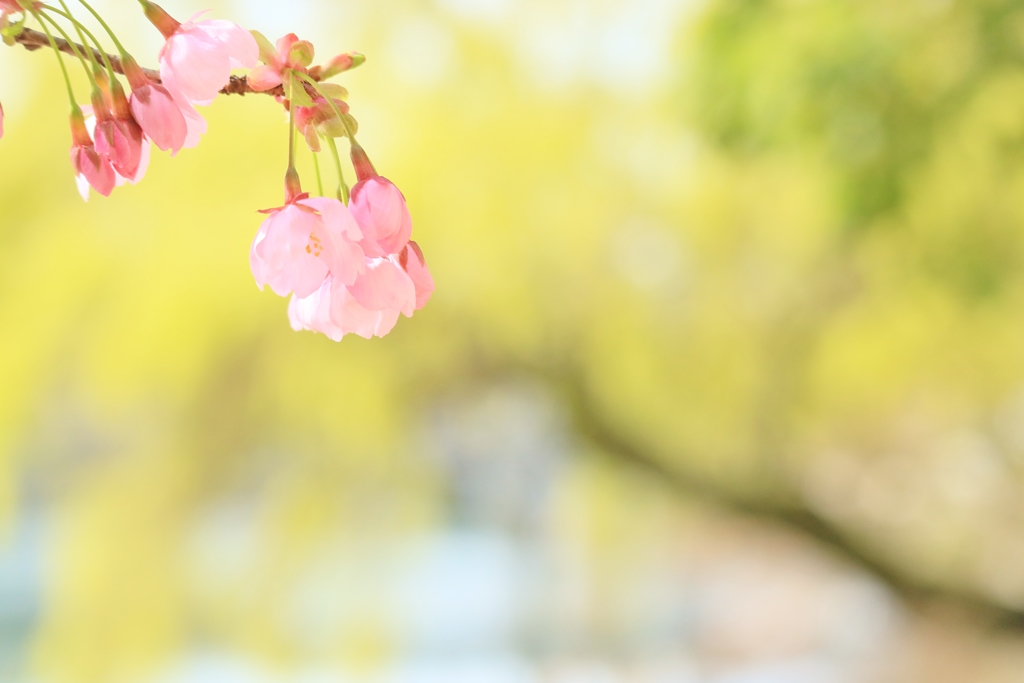 春色