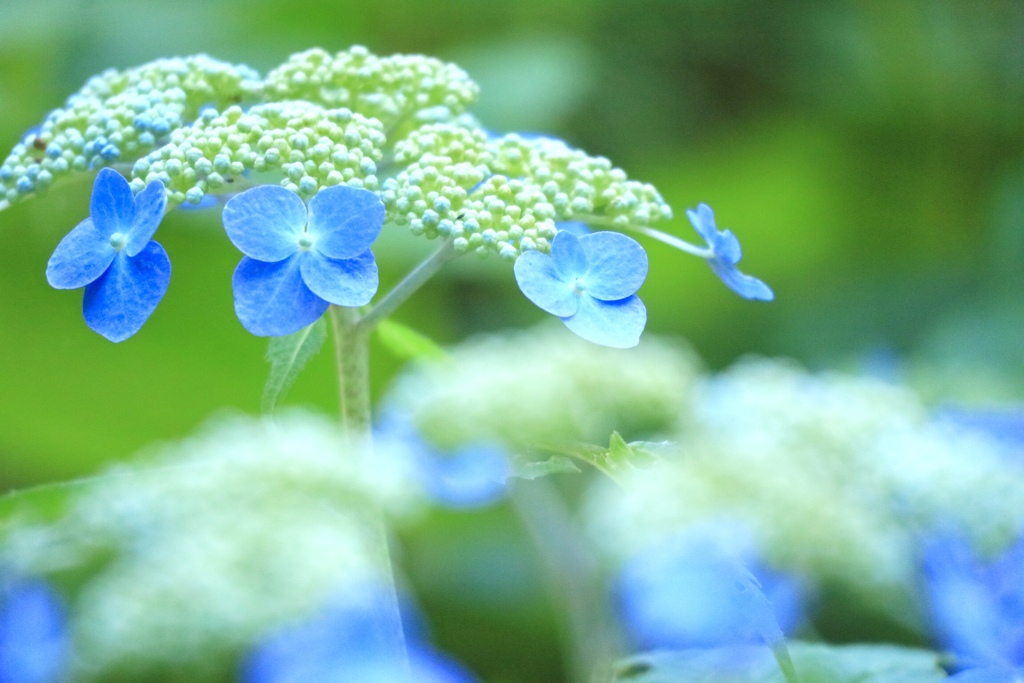 トゥルーブルー