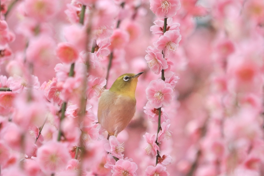 春色吐息