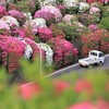 音戸の春
