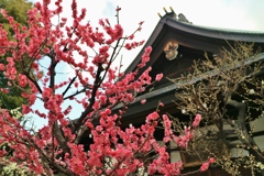 梅香る天満宮