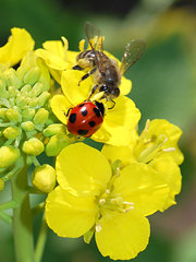菜の花食堂