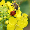 菜の花食堂