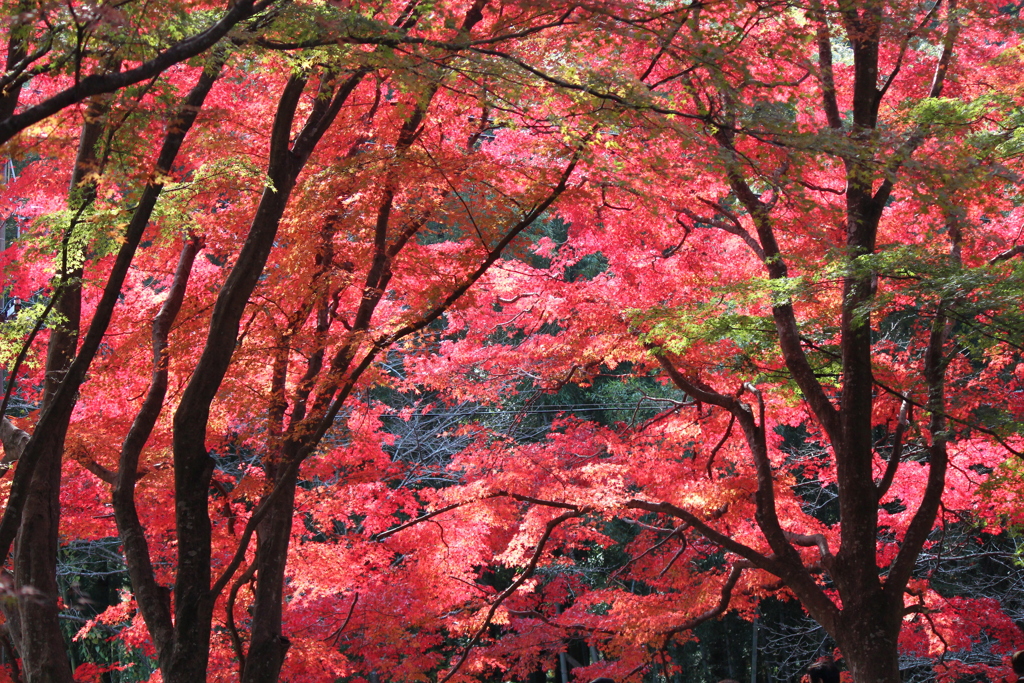 紅葉