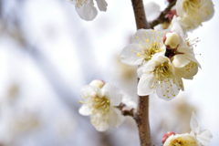 梅の花②