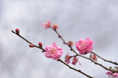 梅の花