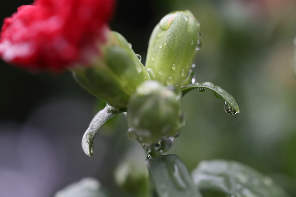 雨上がりの水玉