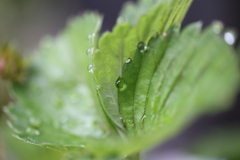 雨上がり