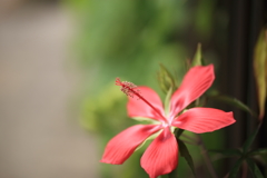 夏の花