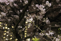 夜桜その3