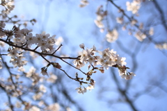 逆光の桜