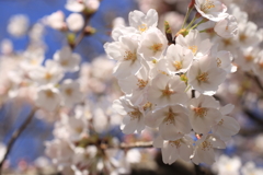 桜満開