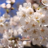 桜満開