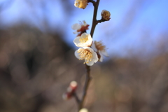 梅の花