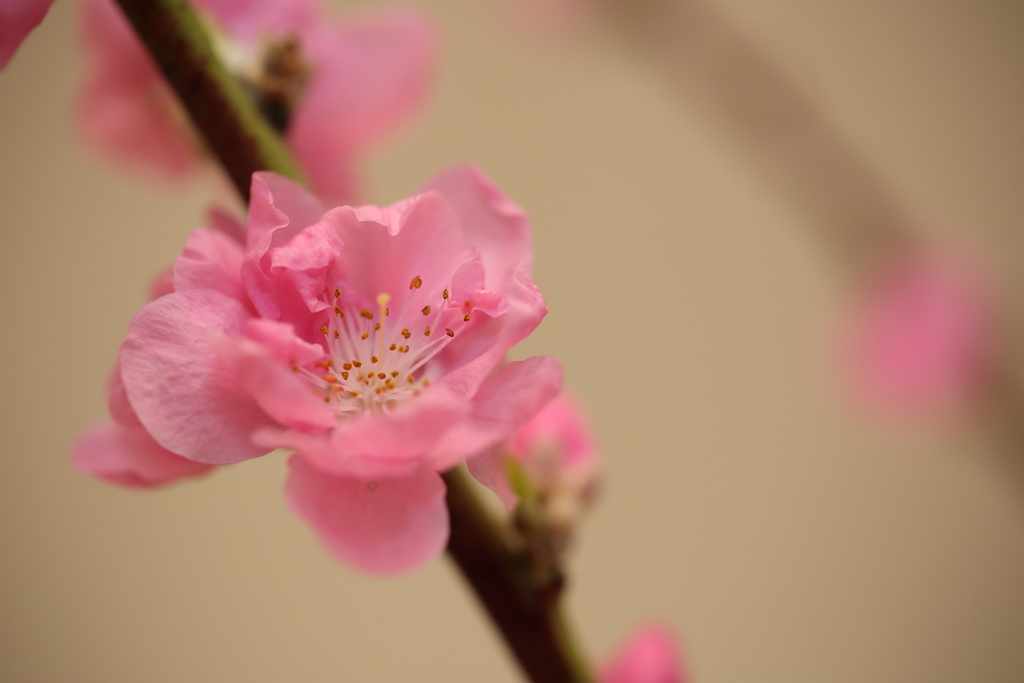 桃の花