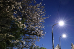 夜桜