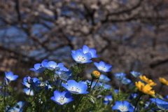 桜を背景に