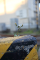 踏切に咲く花