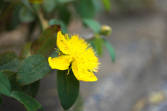 名もなき花