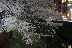 夜桜その2