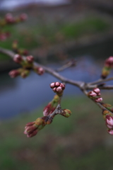 もう少しで開花します。