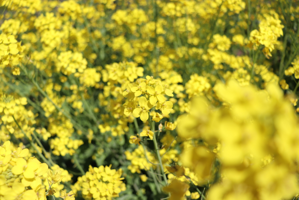 菜の花