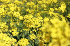 菜の花