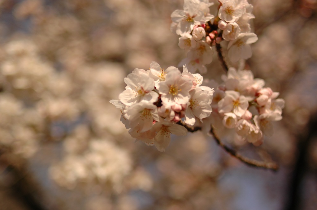 新宿御苑の桜