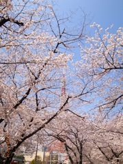 芝公園の満開の桜