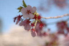 新宿御苑の桜