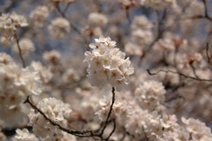 新宿御苑の桜