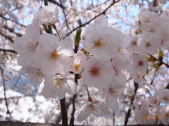 三田春日神社の桜