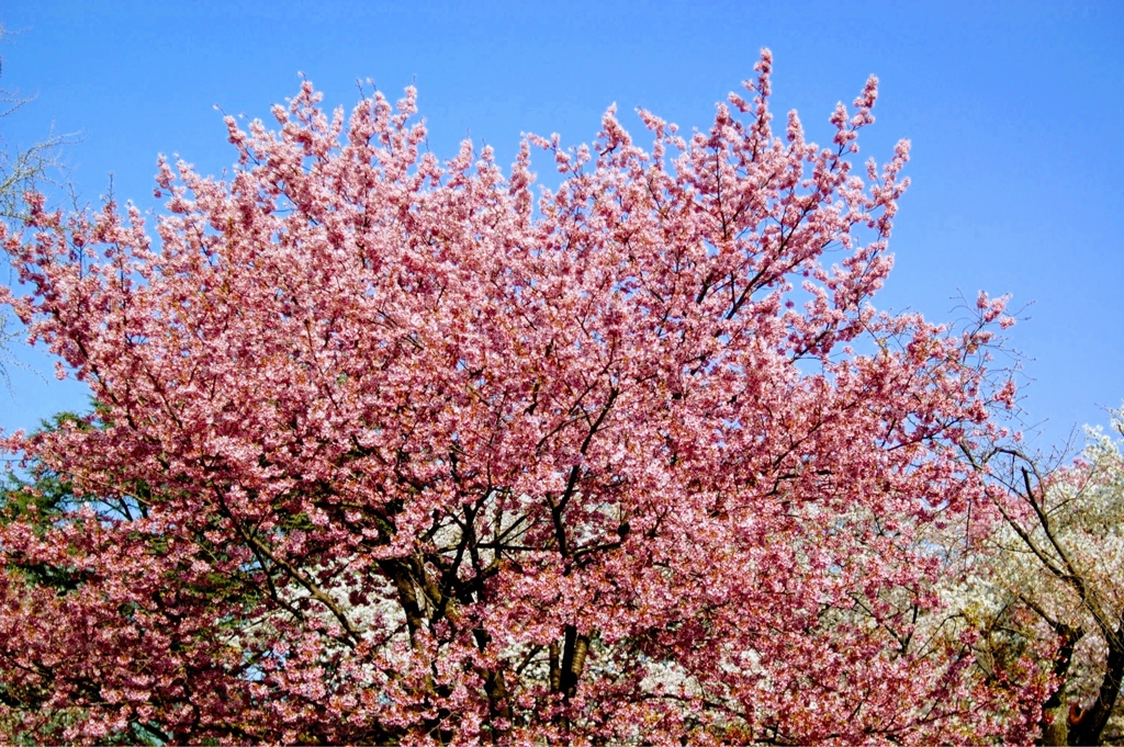 新宿御苑の桜