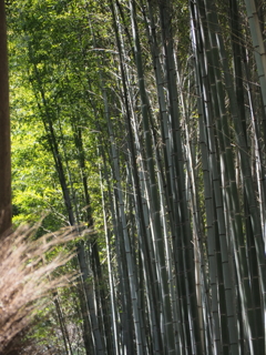 嵐山
