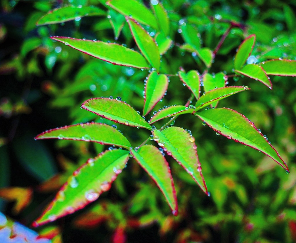 raindrops