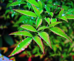 raindrops