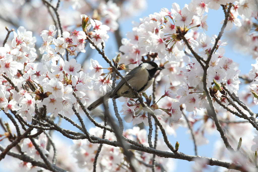 桜に身を寄せて  ~ シジュウカラ ~