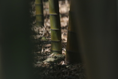 竹林の奥の奥