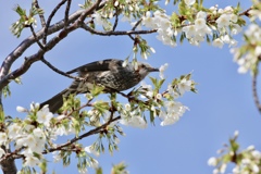 Waiting to bloom   ~ 春を待つ ~