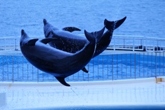 イルカのジャンプ