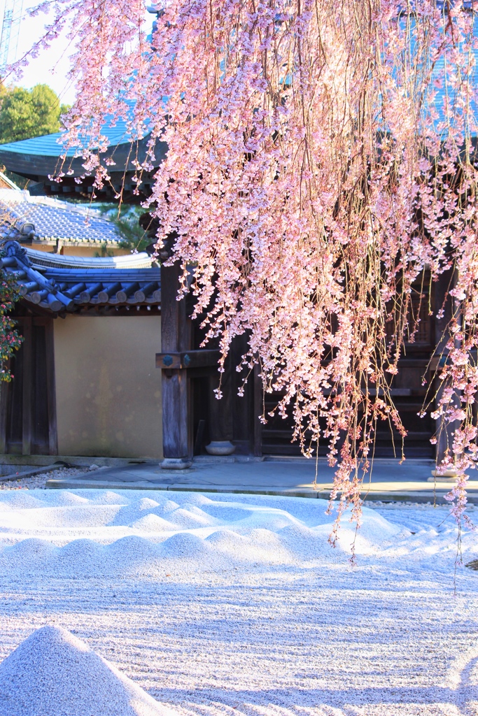 高台寺の枝垂桜が見頃です