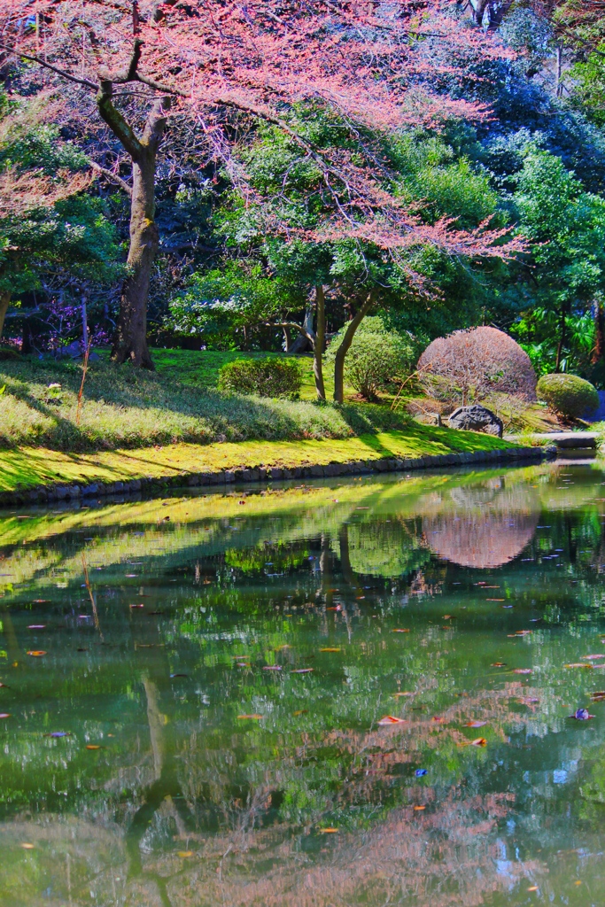 小石川庭園