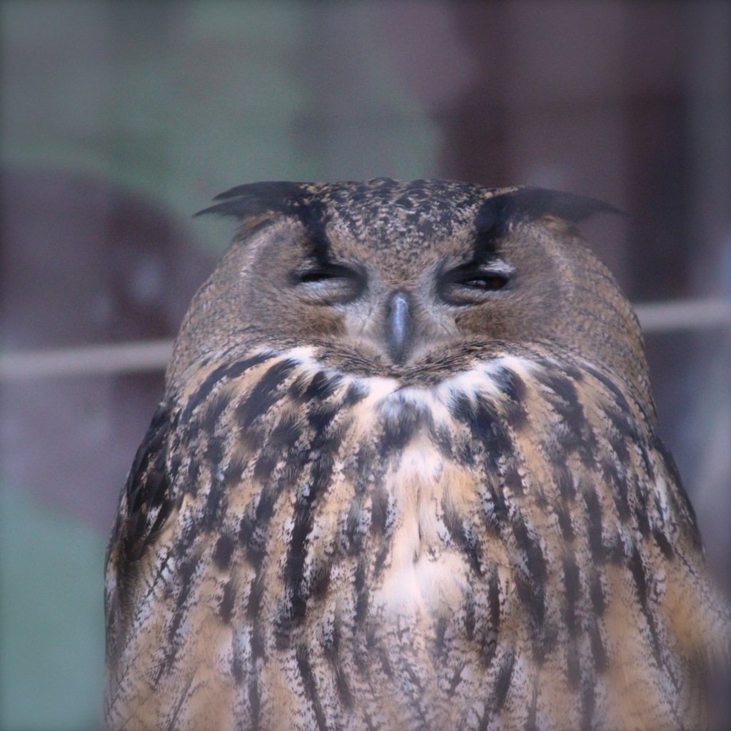 動物園