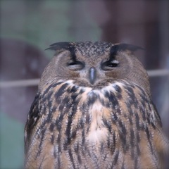 動物園