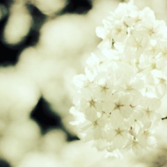 家の前の夜桜