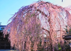 高台寺の枝垂桜全景