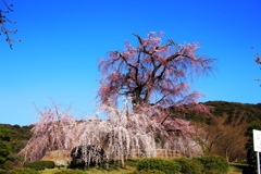 円山公園