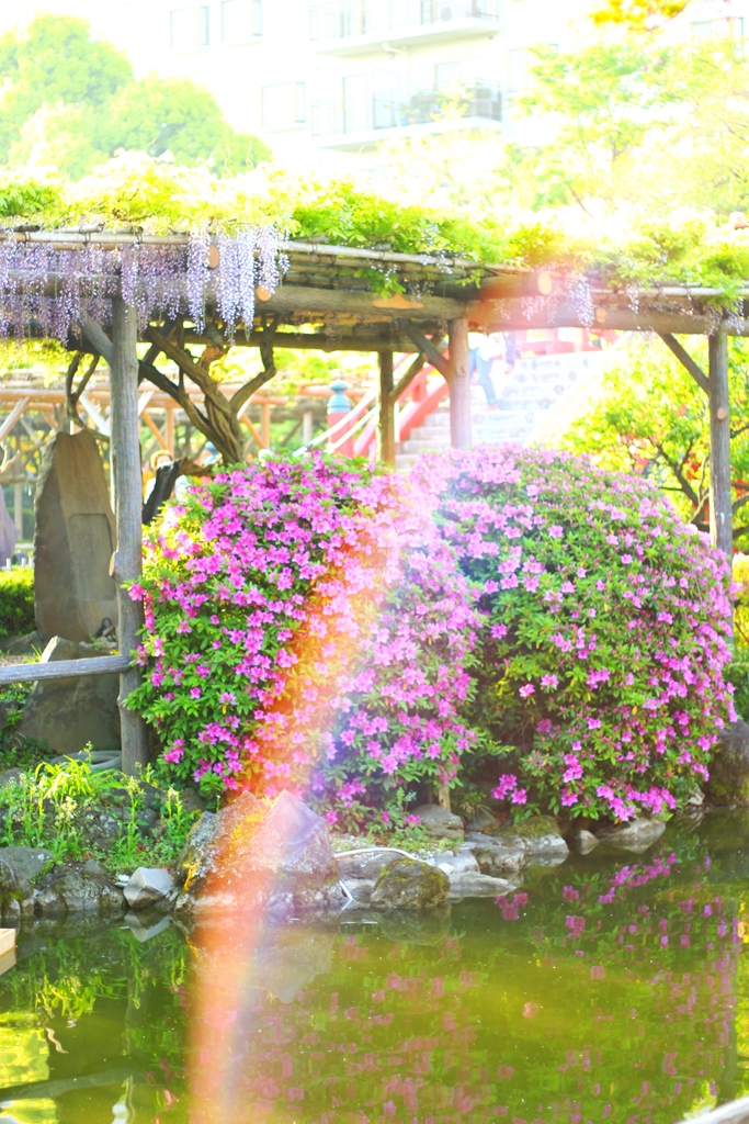 亀戸天神社